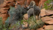PICTURES/Leaving Zion on Mt. Carmel Hwy/t_Bighorn Sheep-Male13.JPG